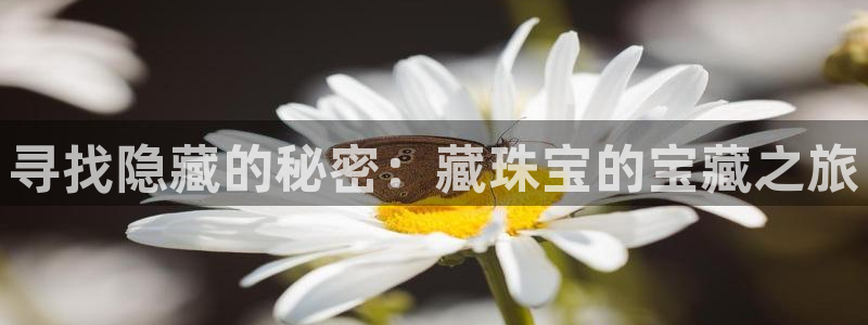 新宝新5：寻找隐藏的秘密：藏珠宝的宝藏之旅